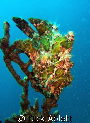 That's a nice piece of coral.......... by Nick Ablett 